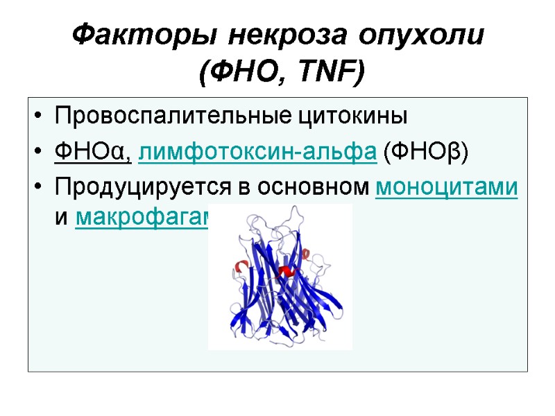 Факторы некроза опухоли  (ФНО, TNF) Провоспалительные цитокины ФНОα, лимфотоксин-альфа (ФНОβ) Продуцируется в основном